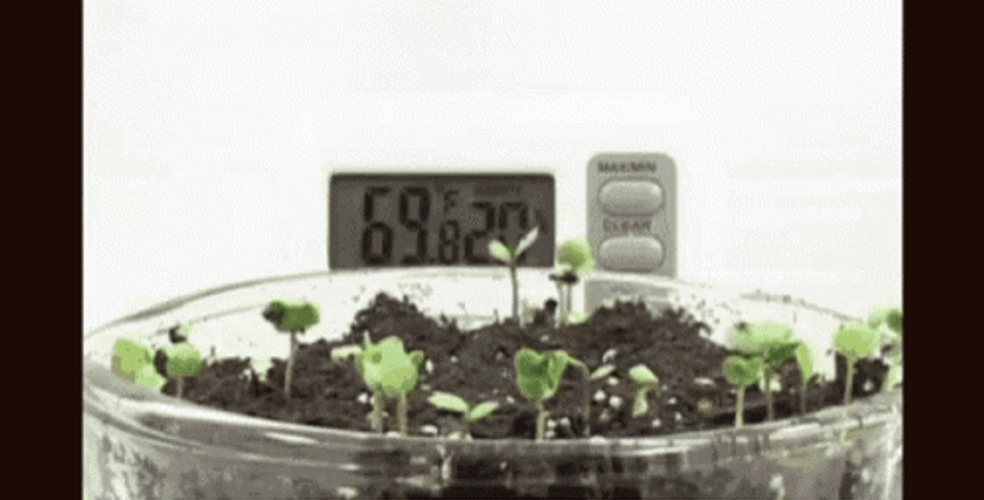 Time Lapse Of Leaves Growing GIF