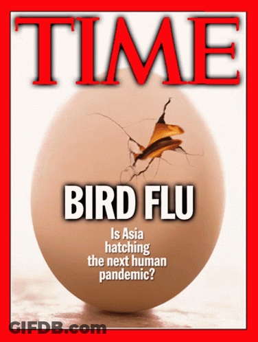 Time Magazine Cover Bird Flu Egg GIF