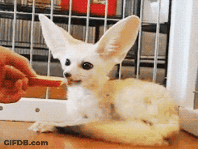 Timid Little Fennec Fox Getting Fed GIF