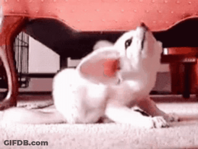 Tiny Dog Itchy Ears GIF