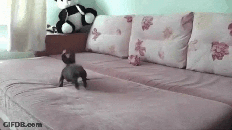Tiny Dog Running On The Bed GIF
