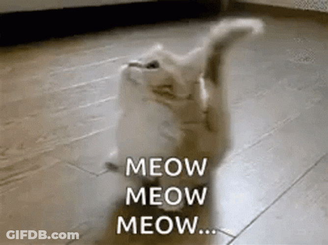 Tiny Fluffy Cat Meow Meow Meow GIF