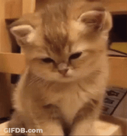 Tiny Kitten Is So Sleepy GIF