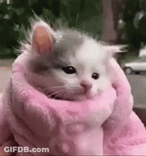 Tiny Kitten Just Woke Up GIF