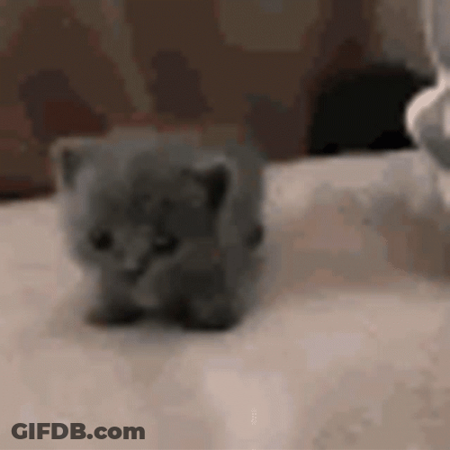 Tiny Kitten Walking On To Soft Bed GIF