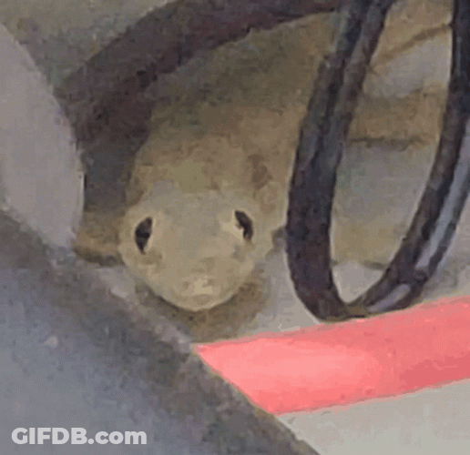 Tiny Lizard Intense Gaze GIF