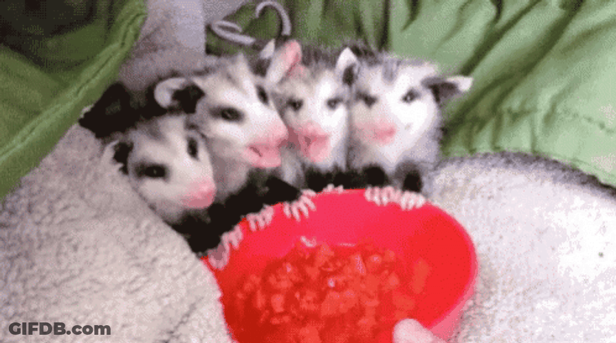 Tiny Possum Group GIF