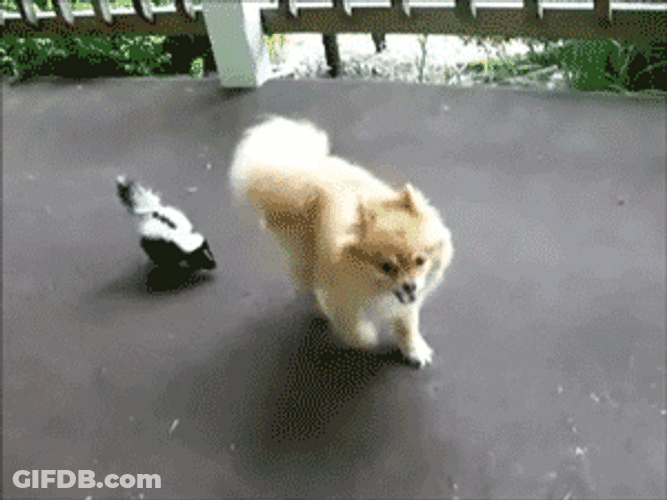 Tiny Skunk Following Dog GIF