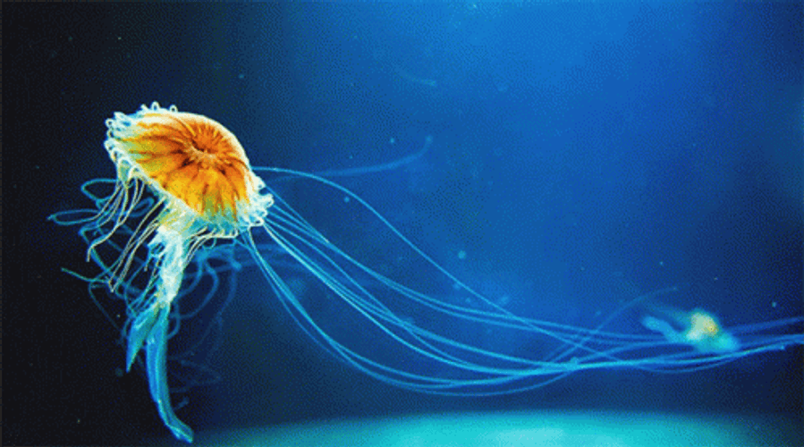 Tiny Spicy Jellyfish GIF