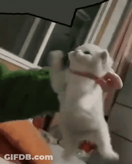 Tiny White Kitten Being Played GIF