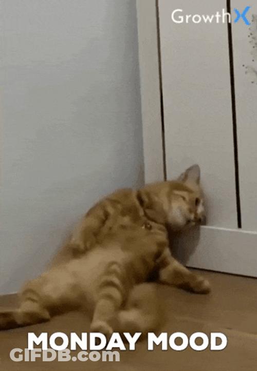 Tired Cat  Monday Motivation Mood GIF