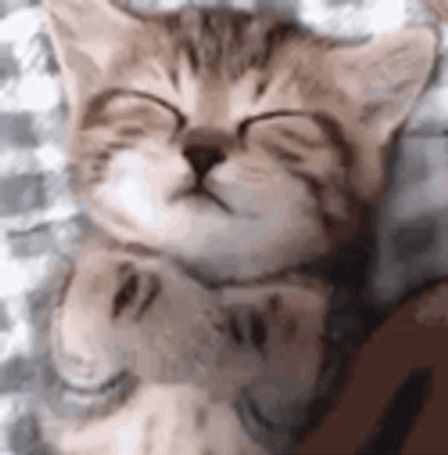 Tired Meme Sleeping Kitten GIF