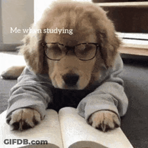 Tired Of Studying GIF