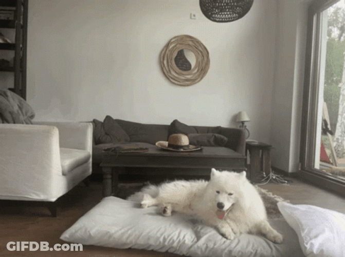 Tired Sleepy Samoyed Dog GIF