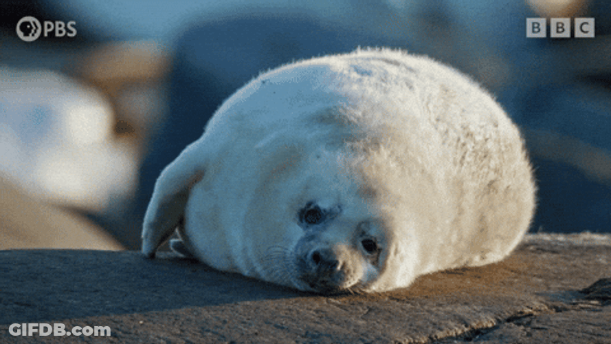 Tired Spinning Seal GIF