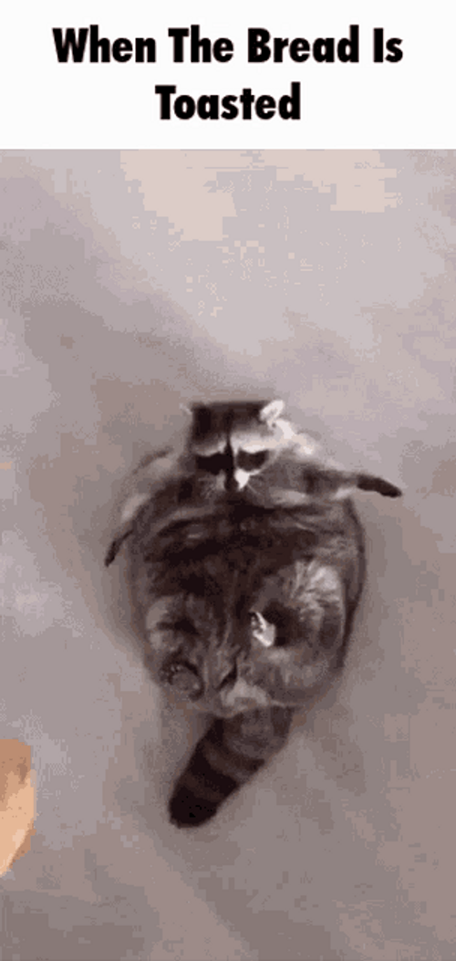 Toasted Bread Reaction GIF