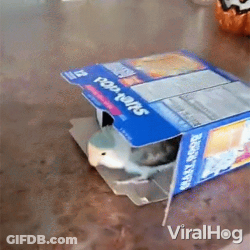 Toaster Pastries Box Saying Viralhog GIF