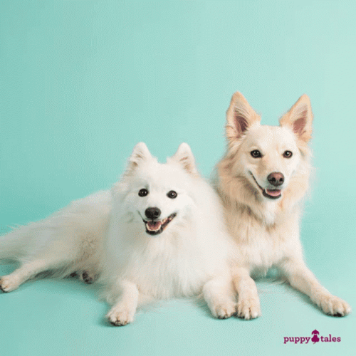 Today Is Happy National Dog Day GIF