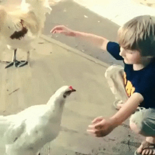 Toddler And A Chicken Funny Hug GIF