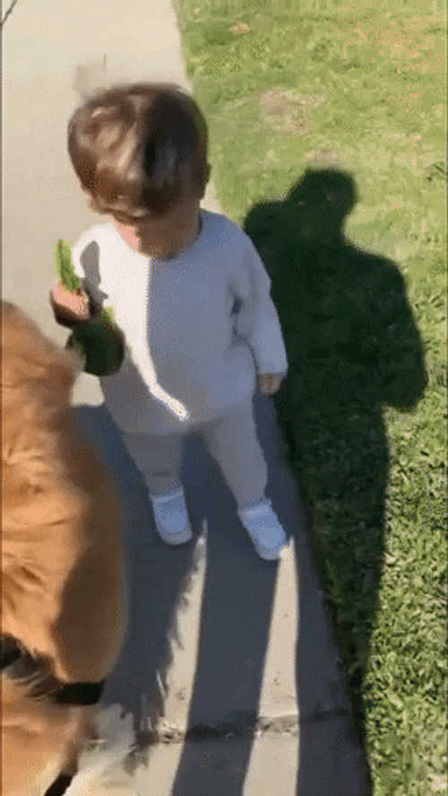 Toddler Holding Plastic Bag With Dog Poop GIF
