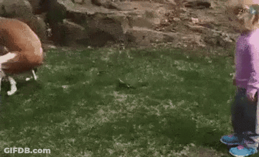 Toddler Tapping A Dog Excreting Poop GIF