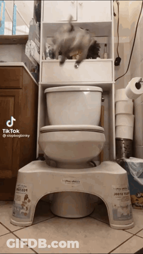 Toilet On Stool In Bathroom GIF