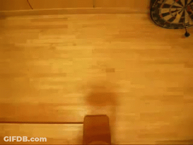 Tokyo Drift Cat Running GIF