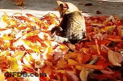 Tom Cat Hugging Paws And Smiling GIF