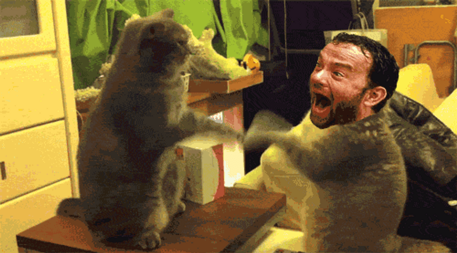 Tom Hanks Cat Head GIF