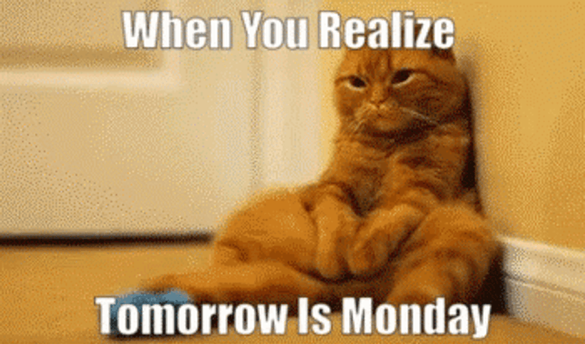 Tomorrow Is Monday Sad Orange Kitty GIF