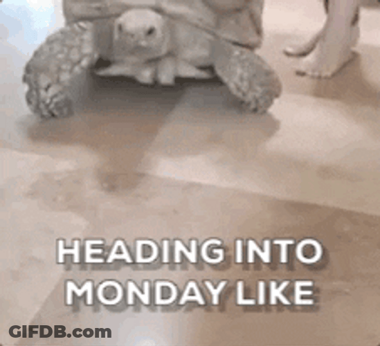 Tomorrow Is Monday Slow Crawling Turtle GIF