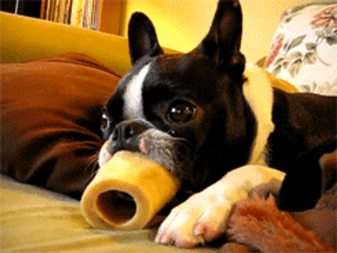 Tongue Licks Dog Bone GIF