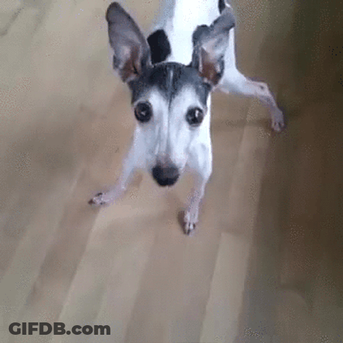 Tongue Out Awkward Dog GIF