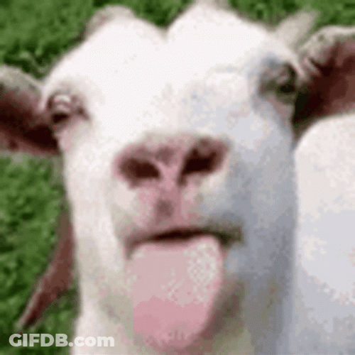 Tongue Out Teasing Playful Goat GIF