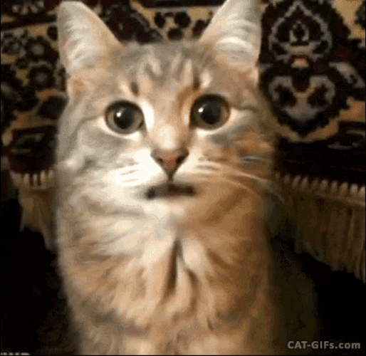 Tongue Out Teasing Playful Pet Cat GIF