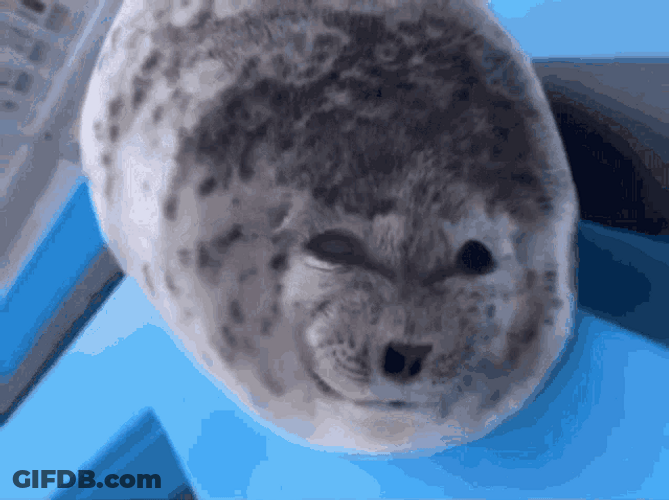 Tongue Out Teasing Playful Seal GIF
