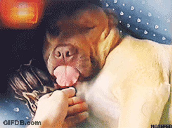 Tongue Touch Happy Sleeping Dog GIF