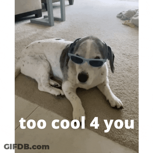 Too Cool Adorable Puppy Chilling GIF