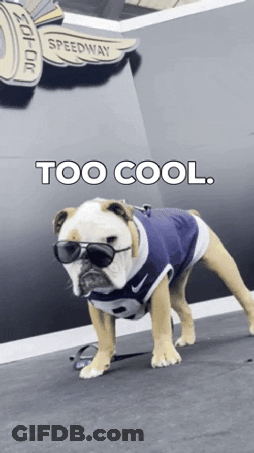 Too Cool Cute Bully Wearing Shades GIF
