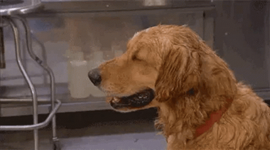 Too Hot For Golden Retriever GIF