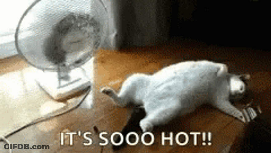 Too Hot For The Cat GIF
