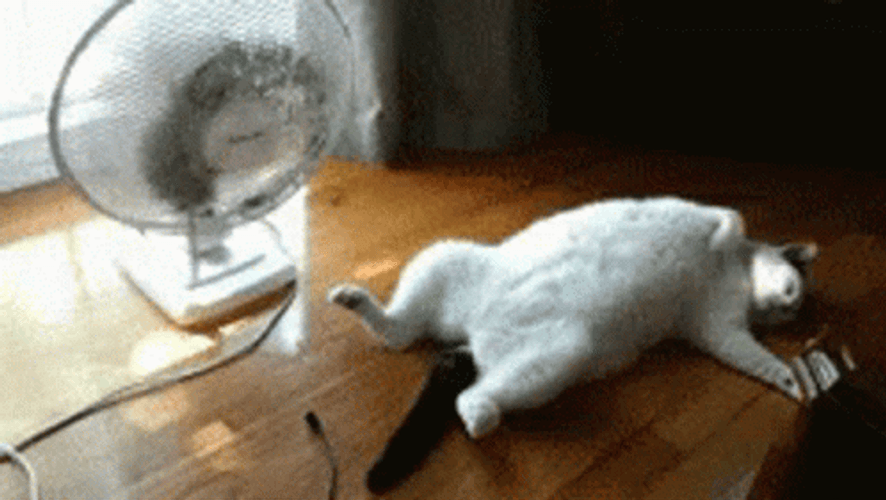 Too Hot Solo Fan For A Cat GIF