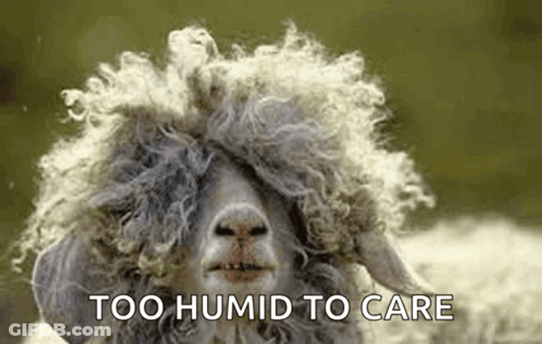 Too Humid To Care Hairy Sheep GIF