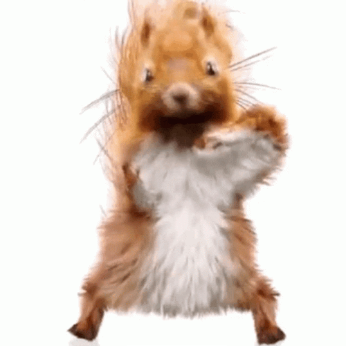 Too Much Energy Dancing Squirrel GIF