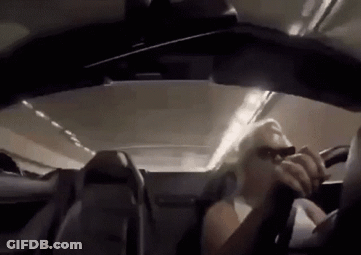 Toonces The Driving Cat GIF