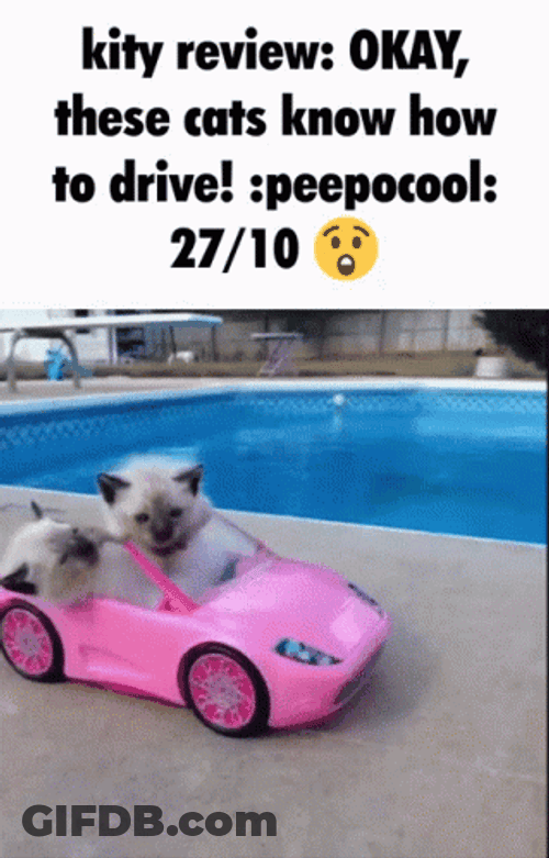Toonces The Driving Cat GIF