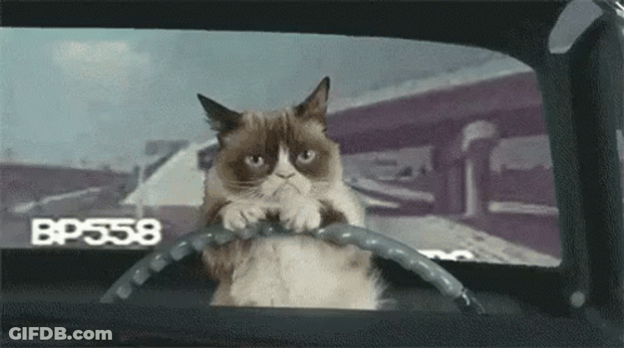 Toonces The Driving Cat GIF