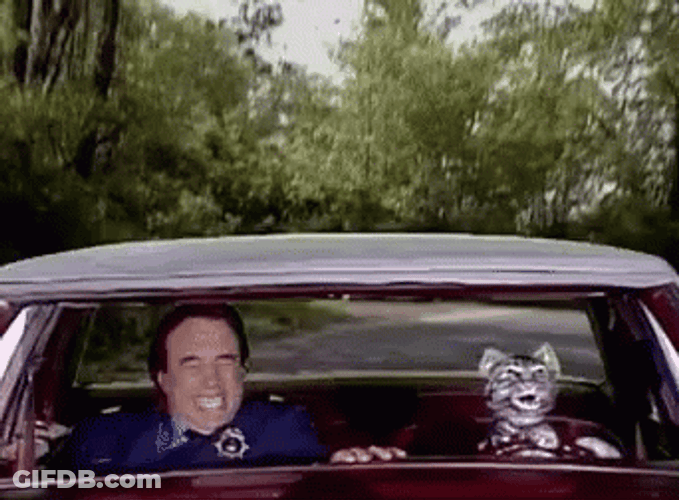 Toonces The Driving Cat GIF