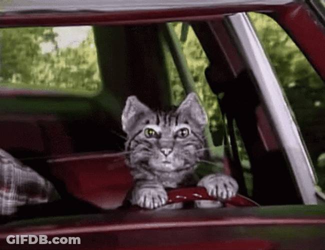 Toonces The Driving Cat GIF