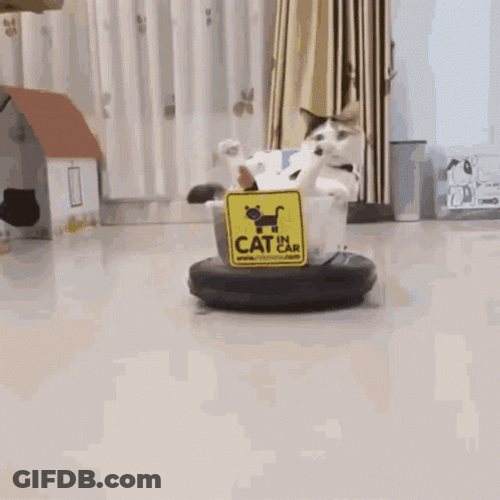 Toonces The Driving Cat GIF